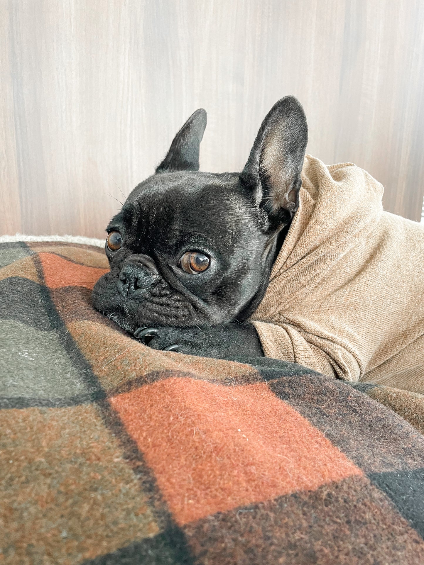 Dog pyjama - beige